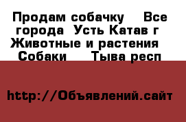 Продам собачку  - Все города, Усть-Катав г. Животные и растения » Собаки   . Тыва респ.